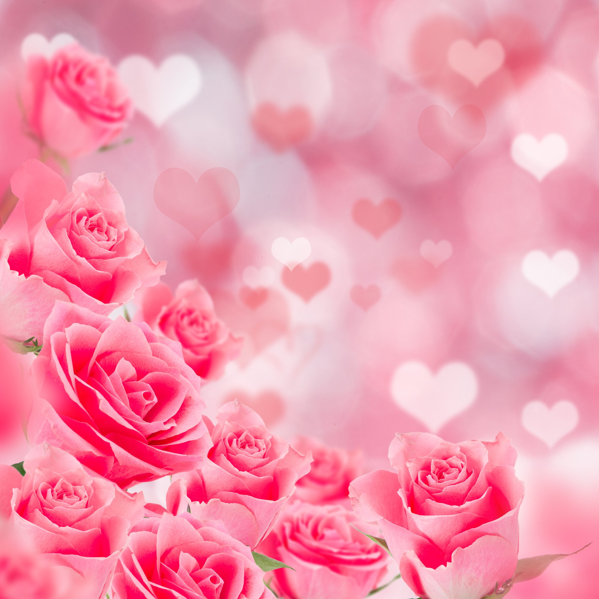 Pink roses background